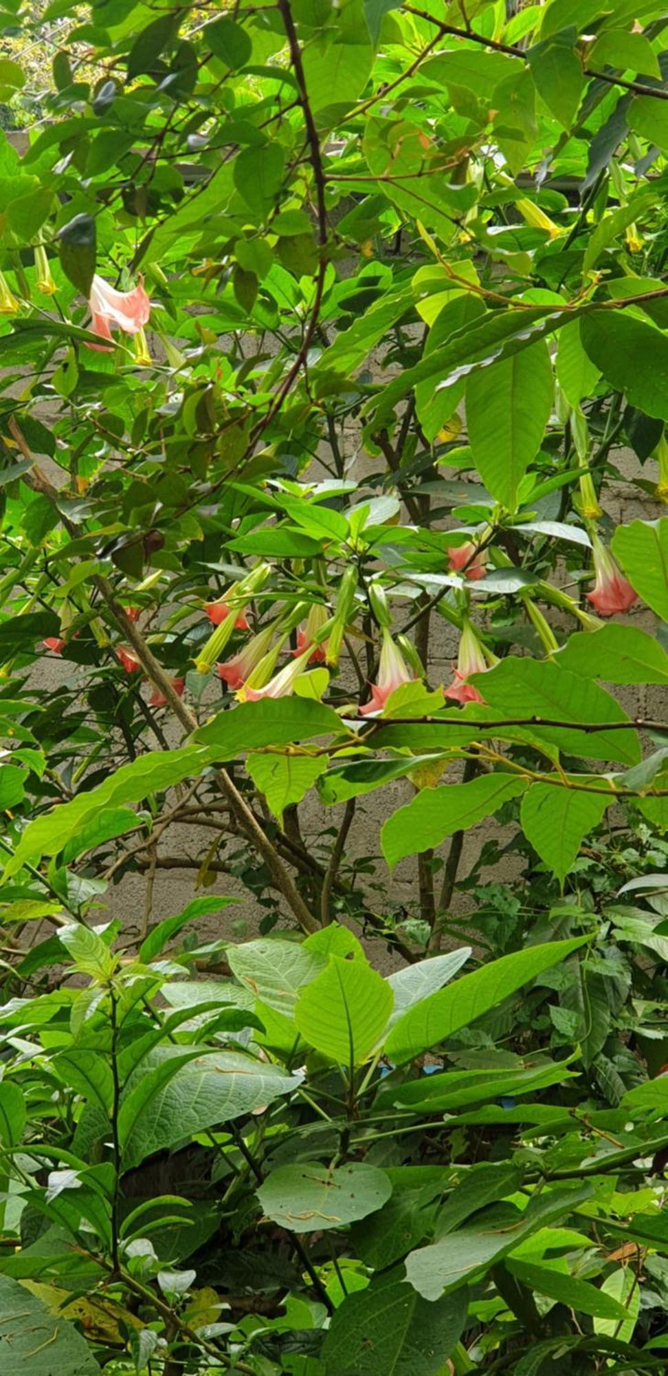 Himansa Homestay Ella Luaran gambar